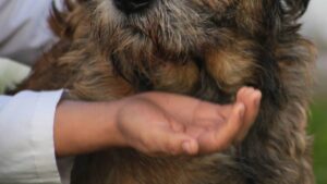 ¿Cuál es el estado de salud de Cereza, la perrita que dio a luz durante la explosión de la pipa en Iztapalapa?