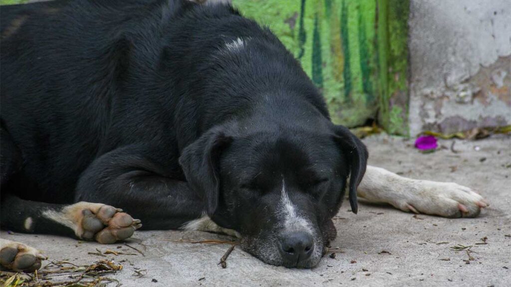 Una perrita sobrevivó la explosión. F