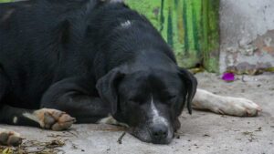 Un milagro en la tragedia: perrita embarazada sobrevive a explosión de pipa en Iztapalapa y da a luz