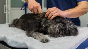 ¿Cómo ayudar a perros y gatos quemados tras explosión de pipa en Iztapalapa?