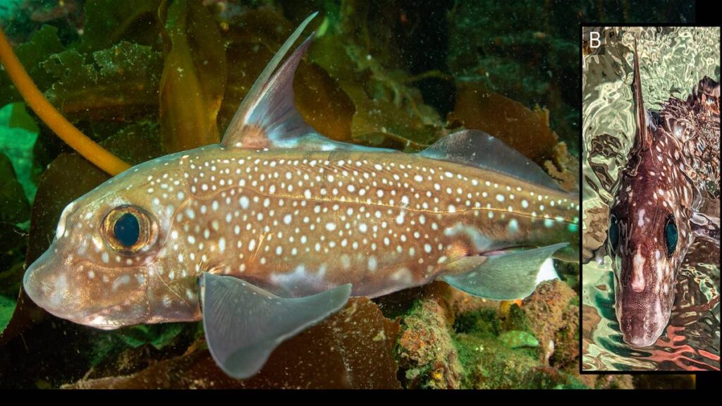 Pez usa dientes para aparearse, y los tiene en la cabeza; expertos investigan insólita reproducción