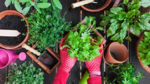 ¿Cuál es la planta natural que mantiene alejadas a las cucarachas?