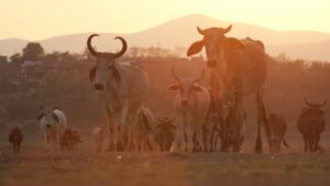 Cierre de frontera a ganado mexicano provoca pérdidas por mil 300 mdd