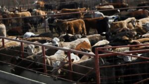 Alerta por gusano barrenador: difícil de controlar y golpea exportación, advierten expertos