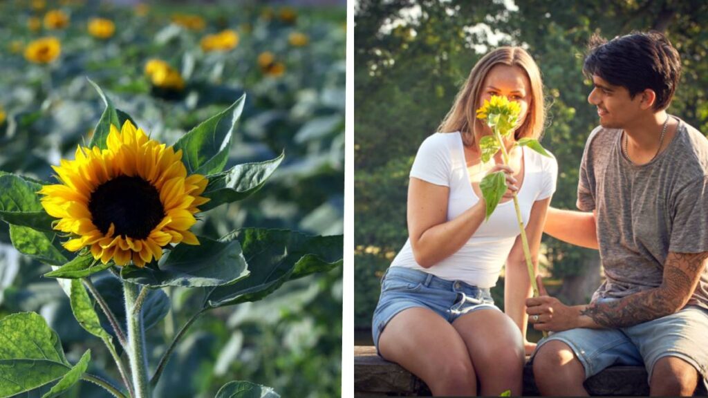 Joven roba girasoles para su novia