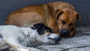Más de mil 700 perros y gatos fueron sacrificados en Santa Catarina, asegura Mariana Rodríguez