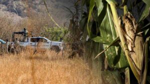 Sequía y extorsiones golpean al campo en Sinaloa: producción de maíz cae casi 70%