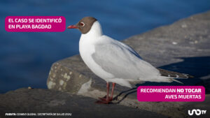 Confirman gaviota con gripe aviar en Tamaulipas; 400 aves han muerto, reportan a voluntario con síntomas respiratorios