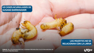 Mueren dos mujeres mayores que tuvieron gusano barrenador en Chiapas: ya van tres defunciones en México