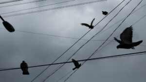 Ofrecen 3 mil pesos de recompensa por sujetos que cazan palomas en Iguala