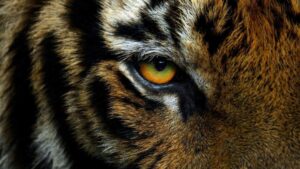 ¡Qué susto! Tigre ataca a veterinaria en reserva natural de Mazamitla, Jalisco