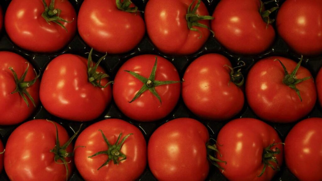 Precios mínimos de exportación de jitomate fresco 2025: tabla oficial y cambios