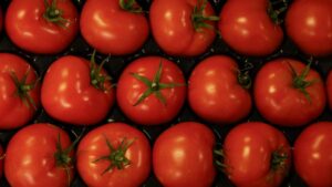 Precios mínimos de exportación de jitomate fresco 2025: tabla oficial y cambios