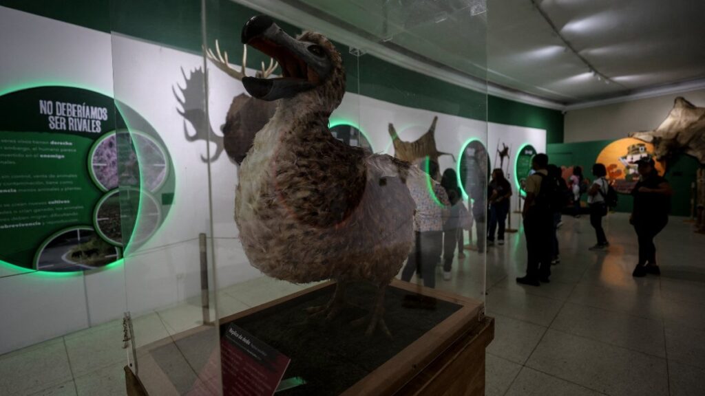 Científicos logran avance para revivir al pájaro dodo, tras 300 años de su extinción