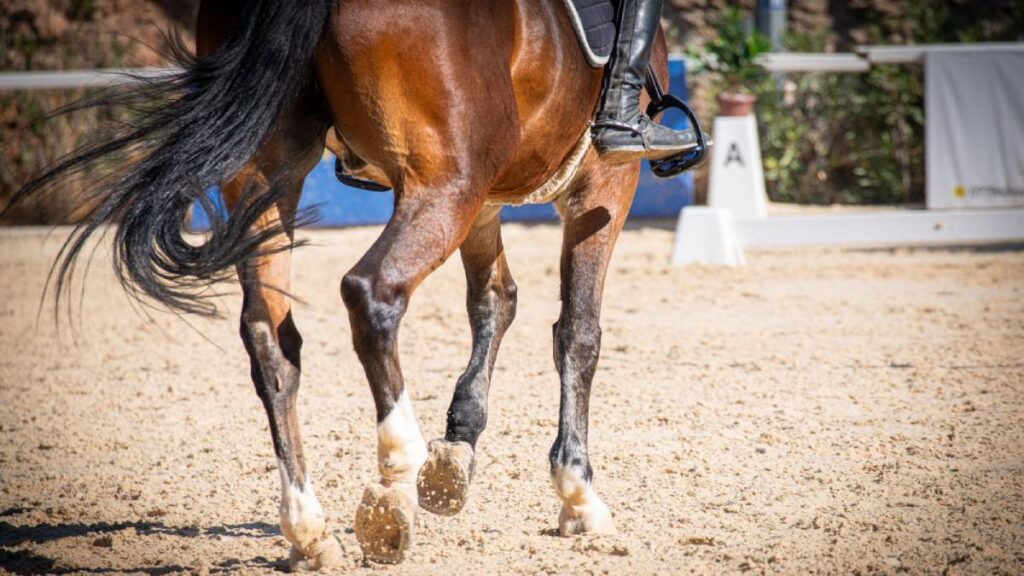 Muere Haru Urara, la querida yegua de carreras que inspiró a un personaje de Umamusume