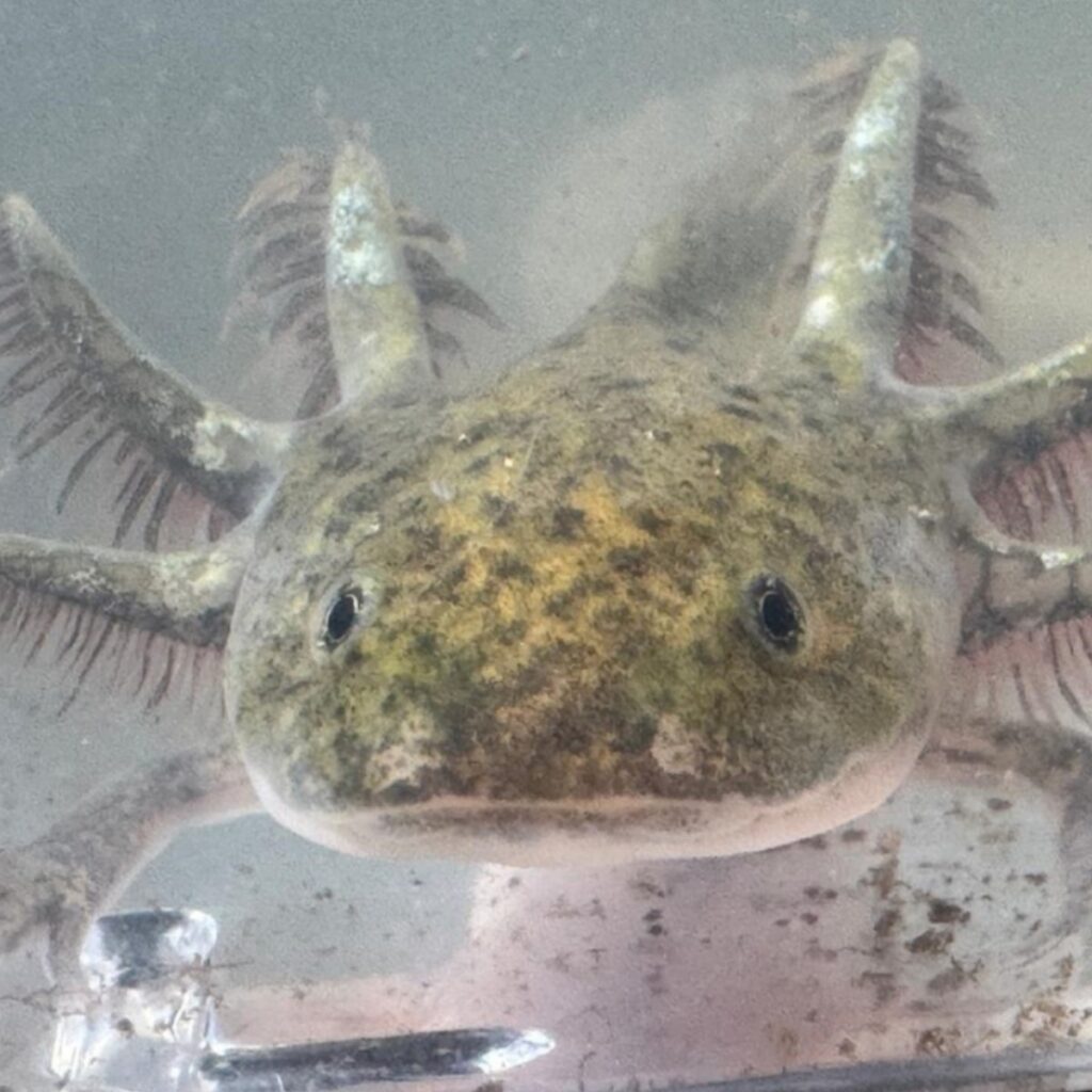 Axolote rescato por la interpol.