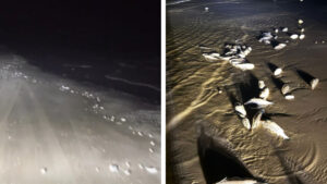 Emiten alerta por basura espacial del cohete Starship de SpaceX en aguas mexicanas, hallan animales muertos