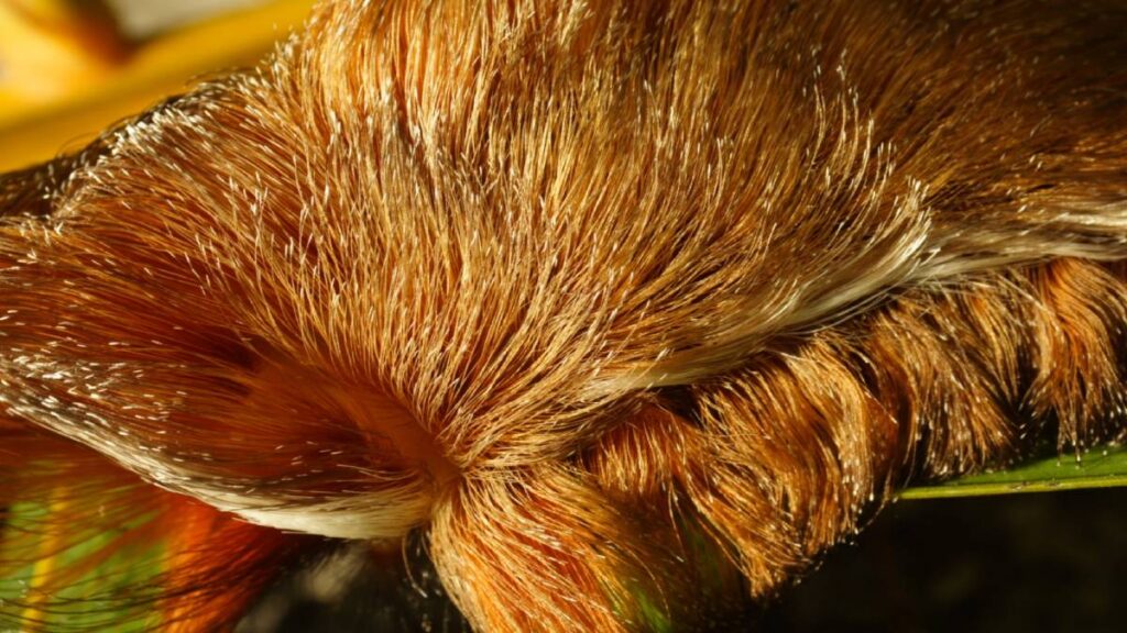 La oruga peluche es altamente venenosa