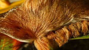 Alertan por presencia de oruga peluche en Guadalajara; no hay antídoto para su veneno