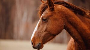 Sanar con animales: una alternativa para niños que sufrieron abandono