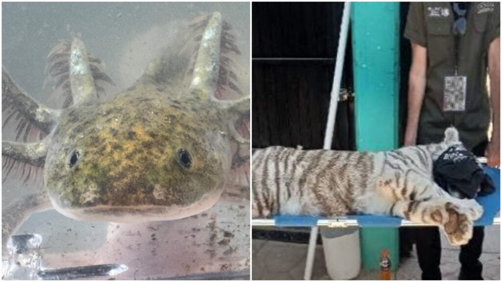 Interceptan a ajolotes en Costa Rica y otros crímenes ambientales: Interpol despliega operación internacional