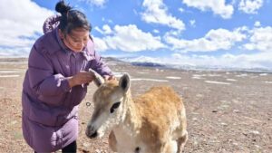 Antílope tibetano robótico ayuda a estudiar a la fauna