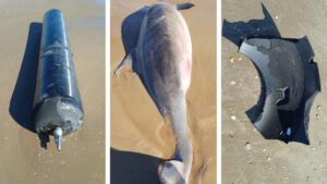 Encuentran delfines muertos y basura espacial en Tamaulipas tras undécimo lanzamiento de Starship