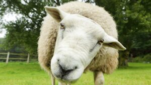 ¡Histórico! La UAM logra la primera clonación de un borrego en México