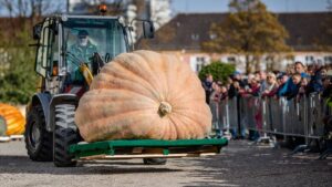 ¡Impresionante! La calabaza “Klementyna”, de más de 546 kilos, bate récord en Polonia