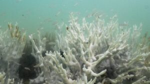 Muerte irreversible de corales demuestra afectaciones y alerta por cambio climático