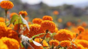 Cempasúchil pinta de naranja el campo experimental de universidad en Coahuila