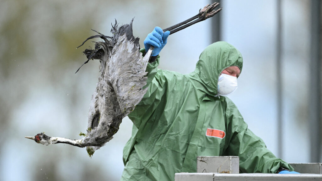 Advierten por una cepa de gripe aviar... ¡no es H5N1!