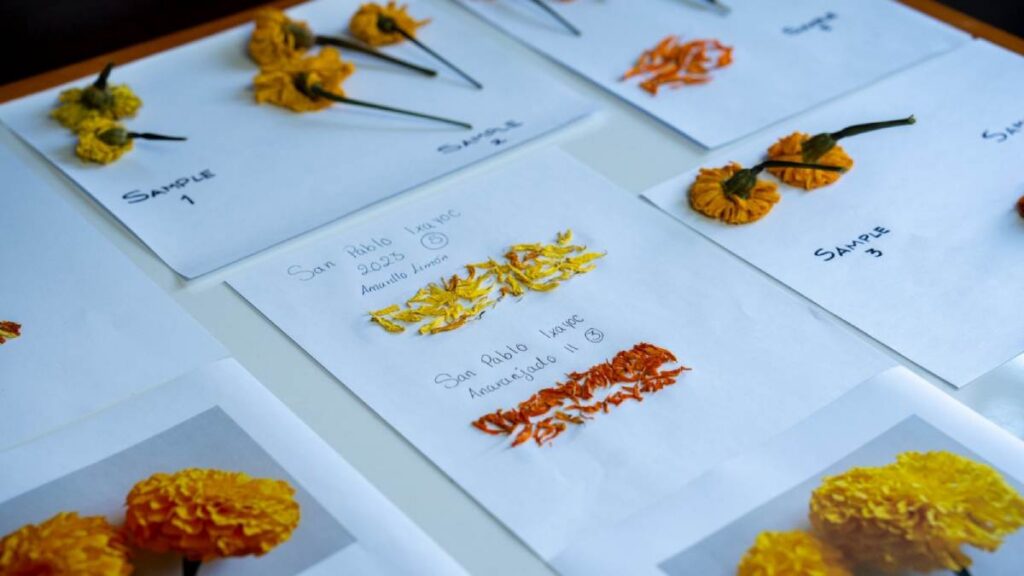 Chapingo celebra la flor de cempasúchil con ciencia, cultura y venta sustentable