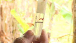 Chiapas libera 100 millones de moscas estériles para frenar al Gusano Barrenador