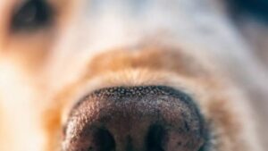 Crueldad animal en Paracho, Michoacán; investigan envenenamiento de 15 perritos