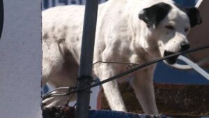 Perro muerde la cabeza de una mujer; ataque es captado en video