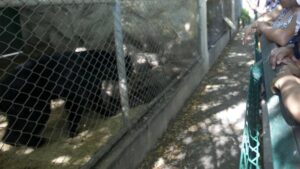 Cierra puertas zoológico La Pastora tras maltrato a osa Mina