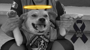 Muere “Chicles”, el perrito maratonista de Tijuana, por envenenamiento