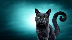 SSC alerta por rituales con gatos negros, emite recomendaciones para Halloween