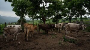 Detectan un caso de gusano barrenador en ganado de Querétaro