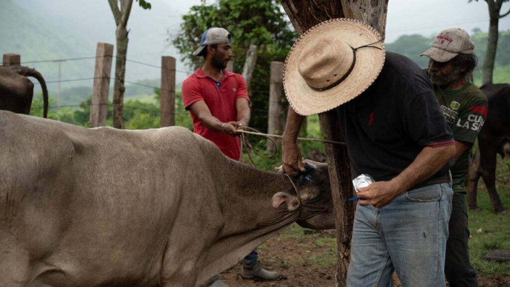 Detectan gusano barrenador en Montemorelos, Nuevo León; larvas estaban muertas y el caso fue controlado, informa Agricultura.