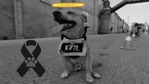 Caso “Chicles”: en 5 días se sabrán causas de su muerte tras necropsia