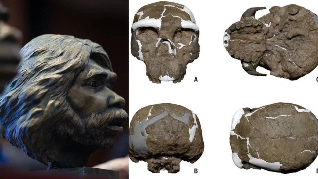 cráneo hombre dragón China