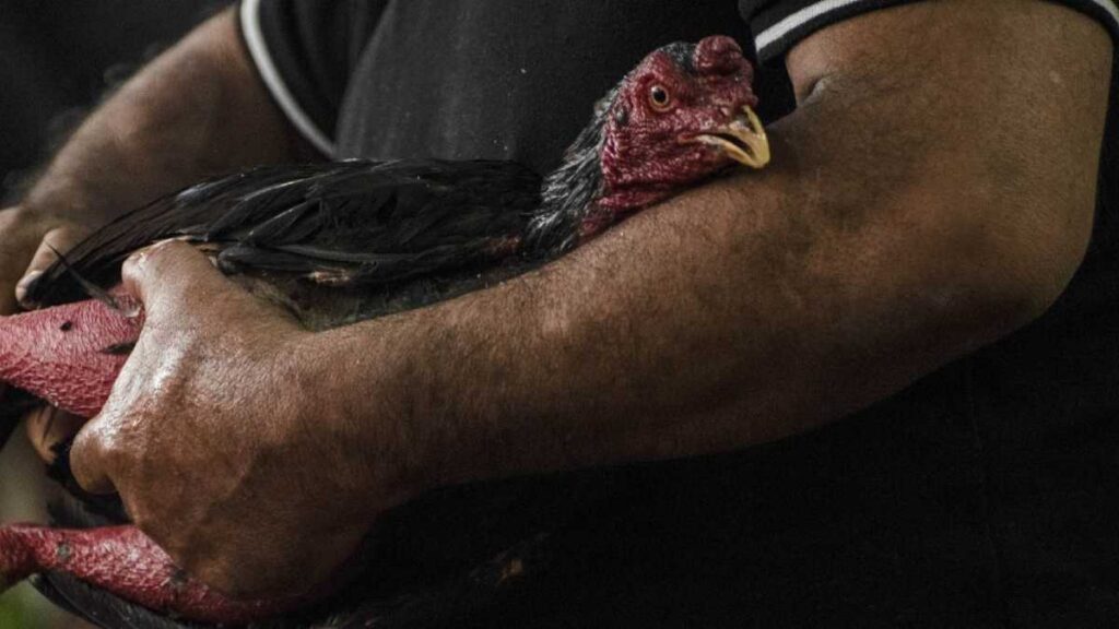 Hombre muere atacado por su gallo de pelea