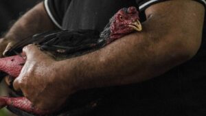 Video: hombre muere tras ser atacado por su gallo de pelea
