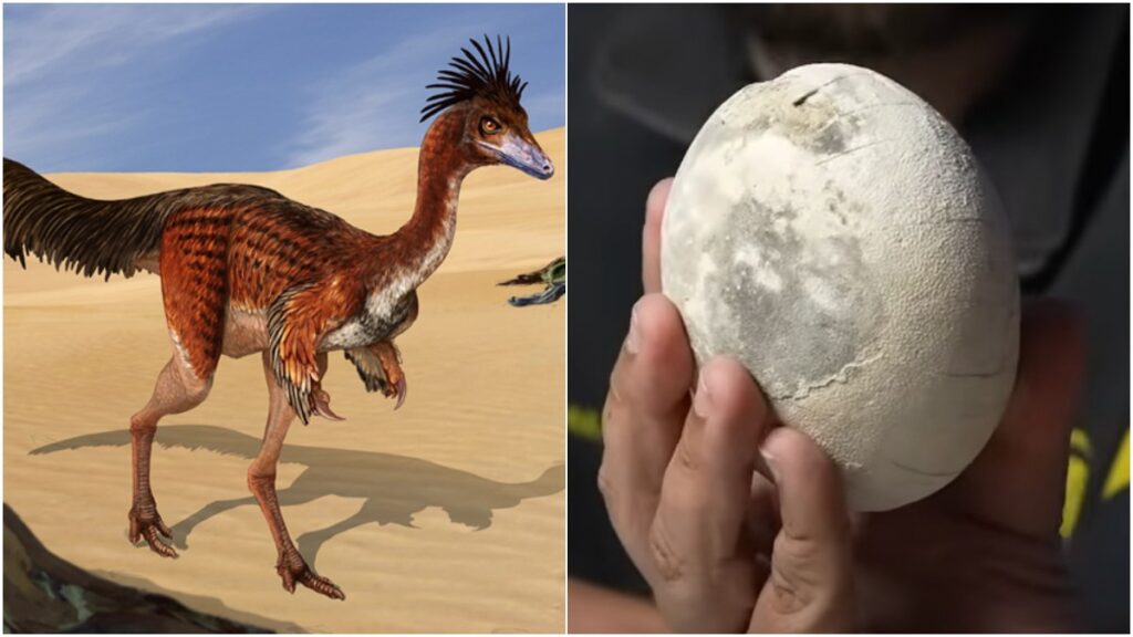 Hallan un huevo de dinosaurio en un excepcional estado de preservación y lo muestran en vivo