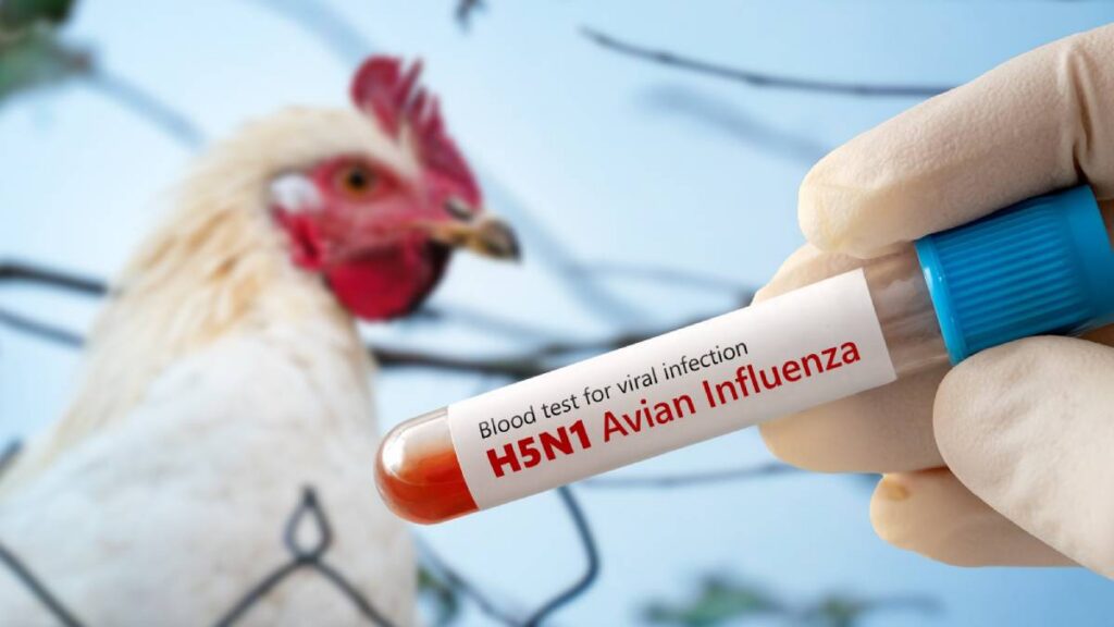 Influenza Aviar