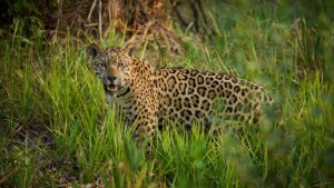 UMA San Manuel: refugio clave para el jaguar en Yucatán