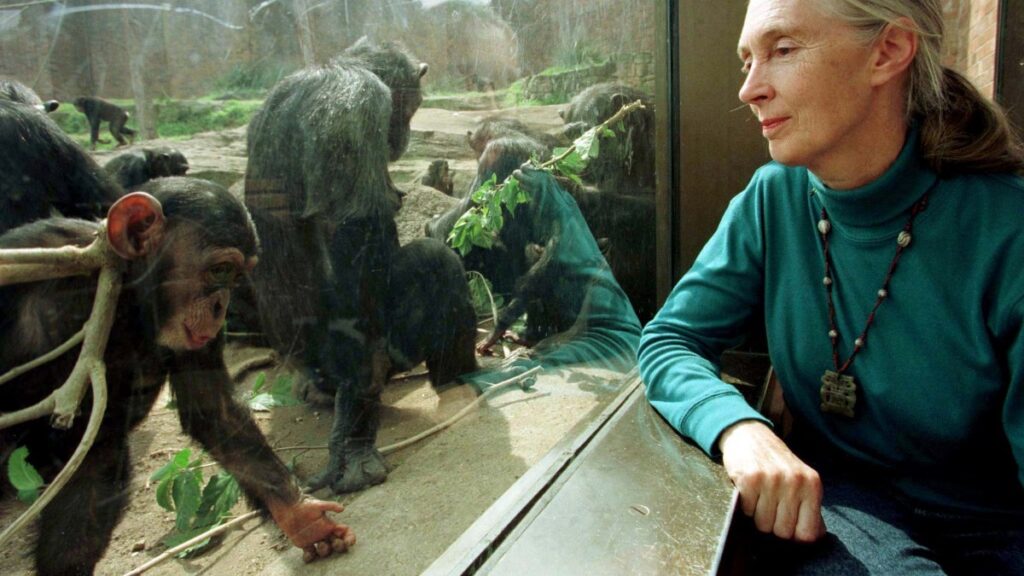 Jane Goodall
