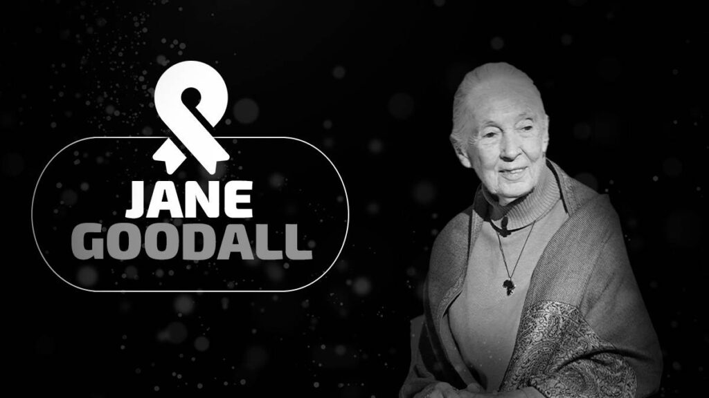 Muere Jane Goodall, fue pionera en el estudio de los chimpancés: 4 datos sobre ella